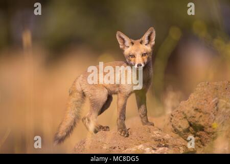 Juvenile red fox (Vulpes vulpes). The red fox is the largest of the true foxes, as well as being the most geographically spread member of the Carnivora, being distributed across the entire northern hemisphere from the Arctic Circle to North Africa, Central America, and the steppes of Asia. Photographed in Israel, in June. Stockfoto