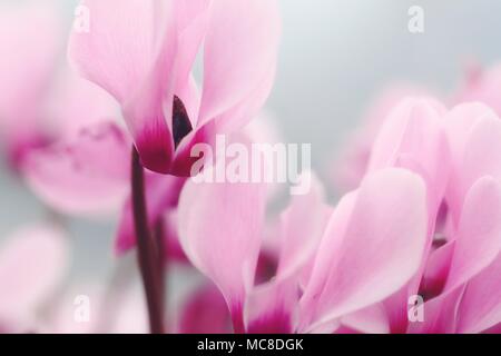 Persische Veilchen (Cyclamen persicum). In Israel im Dezember fotografiert. Stockfoto