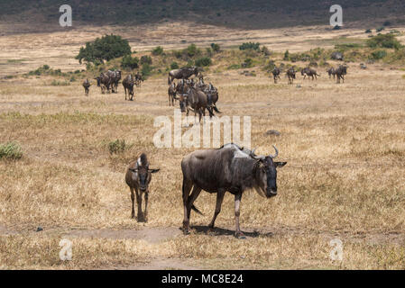 Herde von Gnus CONNOCHAETES TAURINUS (blau) zu Fuß durch die Savanne, Ngorongoro Conservation Area, Tansania Stockfoto