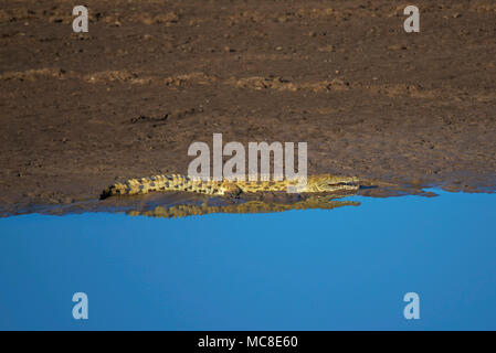 Nilkrokodil (Crocodylus niloticus) AALEN SICH IN DER SONNE AM WASSER, SAMBIA Stockfoto