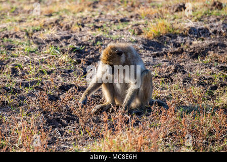 Weibliche YELLOW BABOON (PAPIO CYNOCEPHALUS) auf dem Boden sitzend, SAMBIA Stockfoto