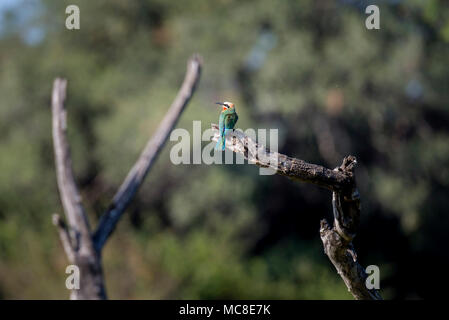 Mit weißer Fassade, BIENENFRESSER (MEROPS BULLOCKOIDES) auf einem Zweig, Sambia gehockt Stockfoto