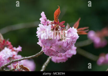 Die Kirschbäume blühen im späten Frühjahr und im Sommer eine schöne Anzeige im Sommer begrüßen zu dürfen. Stockfoto