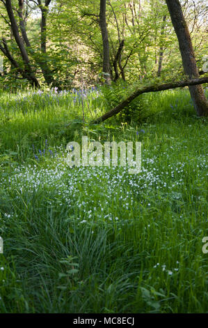 Bluebells Teppich das Feld um Rivington, in der Nähe von Bolton und Manchester, auf einer frühen Sommer Tag Stockfoto