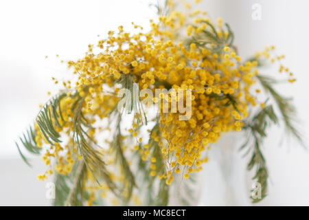 Schöne Zweige von Mimosa in Glasvase auf der Fensterbank. Gelbe sonnigen Blüten am weißen Tisch in der Nähe der Fenster Stockfoto