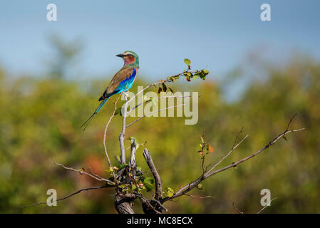 LILAC BREASTED ROLLER (CORACIAS CAUDATUS) thront auf Zweig, SAMBIA Stockfoto