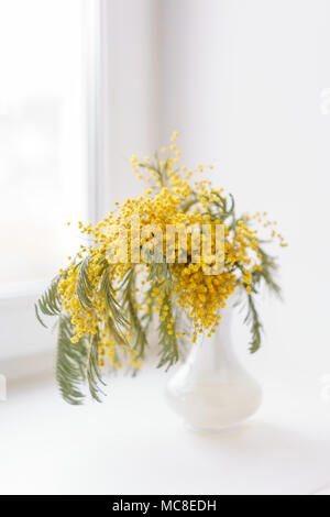 Schöne Zweige von Mimosa in Glasvase auf der Fensterbank. Gelbe sonnigen Blüten am weißen Tisch in der Nähe der Fenster Stockfoto