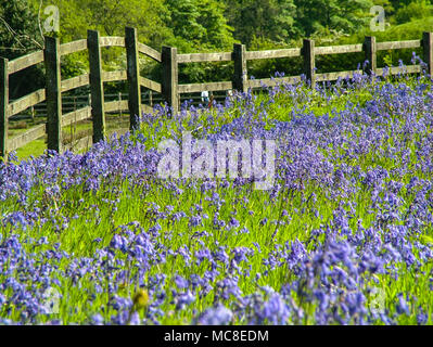 Bluebells Teppich das Feld um Rivington, in der Nähe von Bolton und Manchester, auf einer frühen Sommer Tag Stockfoto