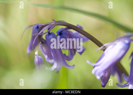 Bluebells Teppich das Feld um Rivington, in der Nähe von Bolton und Manchester, auf einer frühen Sommer Tag Stockfoto