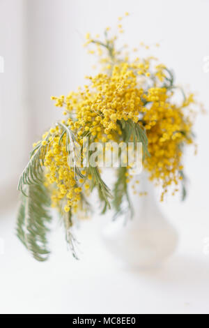 Schöne Zweige von Mimosa in Glasvase auf der Fensterbank. Gelbe sonnigen Blüten am weißen Tisch in der Nähe der Fenster Stockfoto