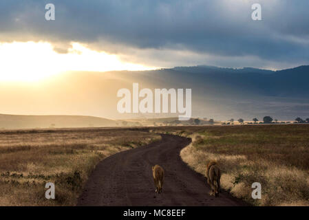 EAST AFRICAN Löwe, Löwin (Panthera leo MELANOCHAITA), kurvenreiche Straße in den Sonnenuntergang, Ngorongoro Conservation Area, Tansania Stockfoto