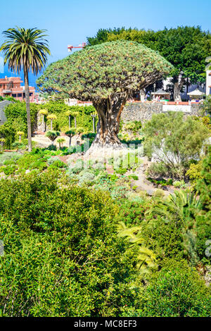 Icod de los Vinos, Teneriffa, Kanarische Inseln, Spanien: Blick auf den Botanischen Garten und den berühmten tausendjährige Baum Drago in einem schönen Tag Stockfoto