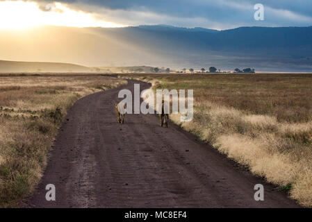 EAST AFRICAN Löwe, Löwin (Panthera leo MELANOCHAITA), kurvenreiche Straße in den Sonnenuntergang, Ngorongoro Conservation Area, Tansania Stockfoto