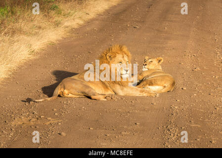 EAST AFRICAN Löwe, Löwin (Panthera leo MELANOCHAITA) ZUR FESTLEGUNG DER STRASSE BEI SONNENUNTERGANG, Ngorongoro Conservation Area, Tansania Stockfoto