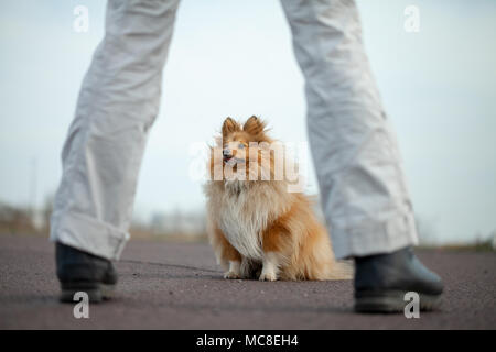 Deutscher Hund Trainer arbeitet mit einem sheetland Schäferhund Stockfoto