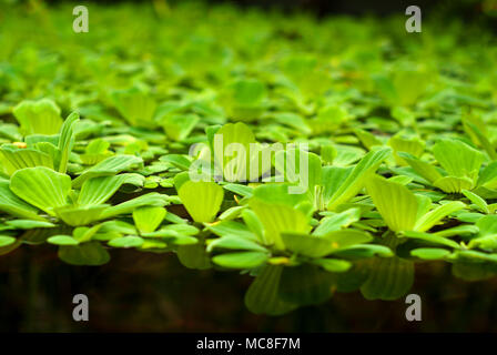 Wasser Salat (muschelblumen stratiotes, Wasser Kohl, Nils Kohl, oder shellflower) schwimmt auf der Oberfläche des Teiches Stockfoto