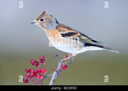 Bergfink (Fringilla montifringilla), erwachsene Frau im Winter Gefieder thront auf einem Weißdorn-Zweig Stockfoto