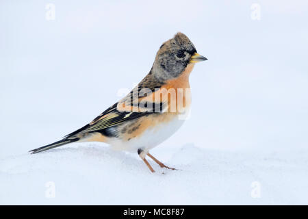 Bergfink (Fringilla montifringilla), männlichen Erwachsenen im Winter Gefieder stehend auf dem Schnee Stockfoto