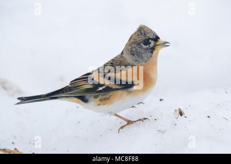 Bergfink (Fringilla montifringilla), männlichen Erwachsenen im Winter Gefieder stehend auf dem Schnee Stockfoto