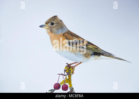 Bergfink (Fringilla montifringilla), erwachsene Frau im Winter Gefieder, stehend auf einem Weißdorn-Zweig Stockfoto