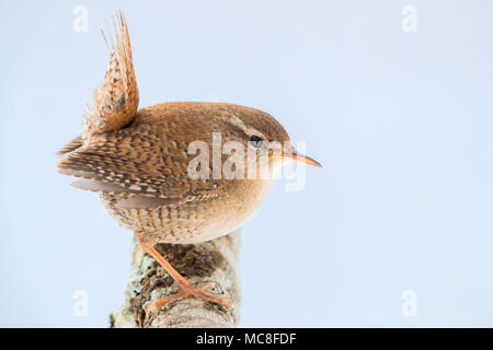 Eurasischen Zaunkönig (Troglodytes trogolodytes), thront auf einem Zweig Stockfoto