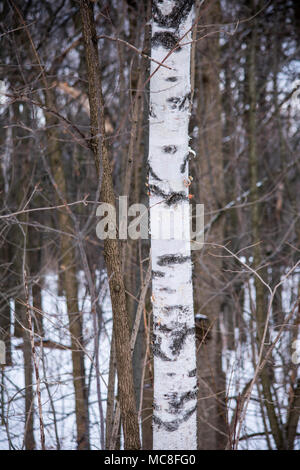 Eine einsame Birke in der Mitte eines Waldes in Kanada Stockfoto
