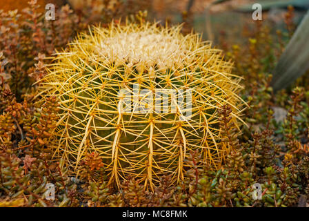 Cactus Mexiko (Golden barrel Kaktus, Golden Ball oder Schwiegermutter Kissen) unter sukkulenten Pflanzen Sedum in Abend Beleuchtung Stockfoto