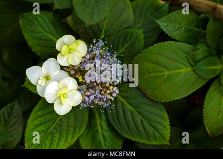 Blütenstand von Hortensie Hydrangea macrophylla (bigleaf Hydrangea, Französisch Hortensie, lacecap Hortensie, moppköpfe aus hortensien oder Penny mac) mit fest Stockfoto