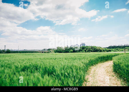 Grünes gerstenfeld am Frühling Tag in Korea Stockfoto