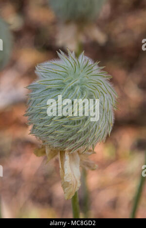 Saatgut Leiter der Anemone Blume blüht in der Wildnis in Oregon Stockfoto