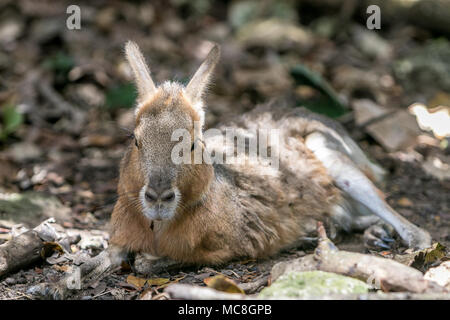 Patagonian Mara [Dolichotis patagonum]. Barbados Wildlife Reserve. Stockfoto