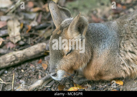 Patagonian Mara [Dolichotis patagonum]. Barbados Wildlife Reserve. Stockfoto