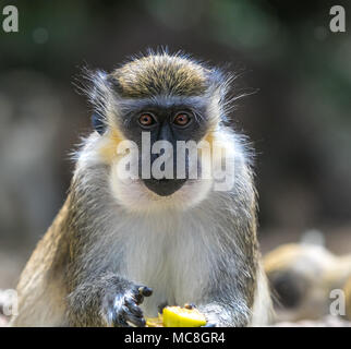 Green Monkey [Chlorocebus sabaeus] essen. Barbados Wildlife Reserve. Stockfoto