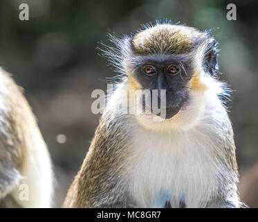 Green Monkey [Chlorocebus sabaeus]. Barbados Wildlife Reserve. Stockfoto