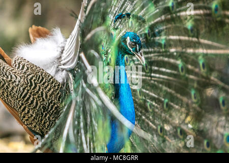 Profil von einem schönen männlichen Pfau [Grus japonensis] mit seinem Schwanz erweitert. Barbados Wildlife Reserve. Stockfoto