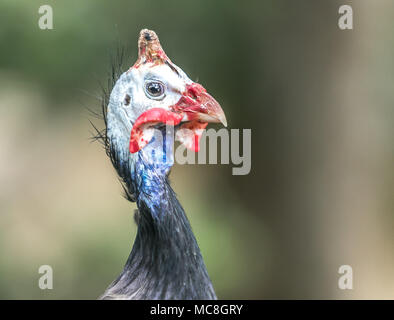 [Guineafowl Numida meleagris]. Barbados Wildlife Reserve. Stockfoto