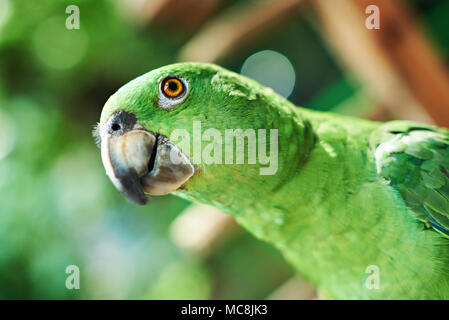 Leiter der Green Parrot suchen in Kamera close-up auf unscharfen Hintergrund Stockfoto