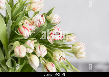 Bündel weißen Tulpen mit roten Streifen. Schöner Frühling Blumen auf grauem Hintergrund. Auf Plantagen in den Niederlanden Stockfoto