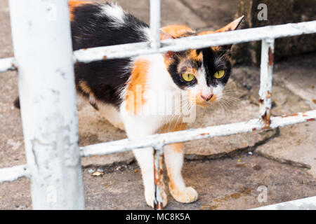 Street cat Isolieren auf Hintergrund, Vorderansicht von oben, technische Kosten. Stockfoto