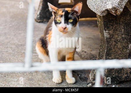 Street cat Isolieren auf Hintergrund, Vorderansicht von oben, technische Kosten. Stockfoto