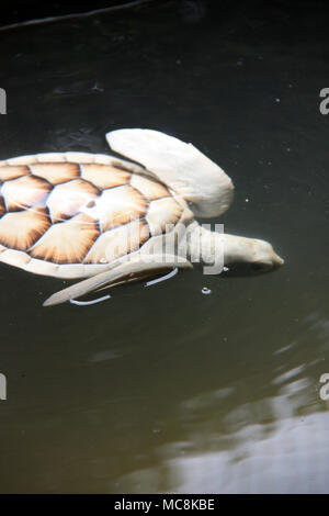 Albino baby Sea Turtle in einem Behälter im Kosgoda Turtle Hatchery in Sri Lanka Stockfoto