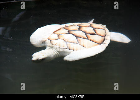 Albino baby Sea Turtle in einem Behälter im Kosgoda Turtle Hatchery in Sri Lanka Stockfoto