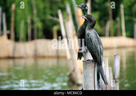 Kormorane auf Stapel auf einem River-Safari in der Nähe von Bentota, Sri Lanka gesehen Stockfoto