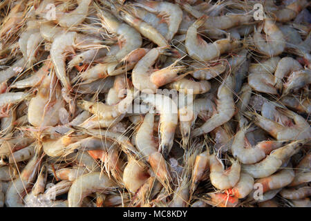 Garnelen auf dem Fischmarkt in Mirissa, Sri Lanka Stockfoto