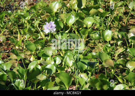 Wasserhyazinthe (eichhornia crassipes) auf/in einem See in der Nähe von Hambantota in Sri Lanka wächst Stockfoto