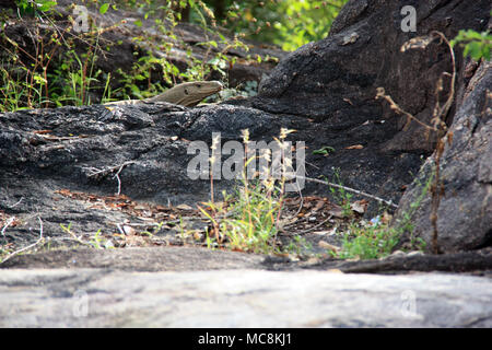 Waran hinter der schwarzen Felsen an der Yala National Park, Sri Lanka Stockfoto