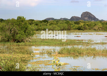 Wasserbüffel schwimmen in einem See an den Yala National Park in Sri Lanka Stockfoto