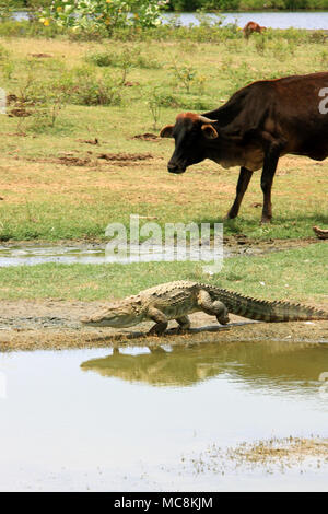 Krokodil auf der Flucht als Beweidung wilde Kuh zu nahe gekommen. Yala National Park, Sri Lanka Stockfoto