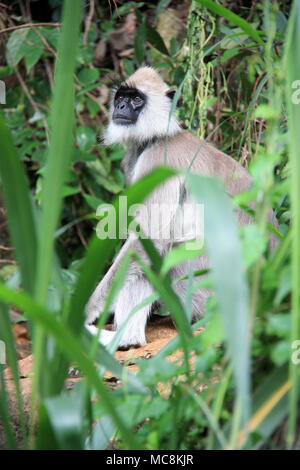 Getuftete Grau Langur sitzen auf einem Felsen in der Nähe von Ella, Sri Lanka Stockfoto