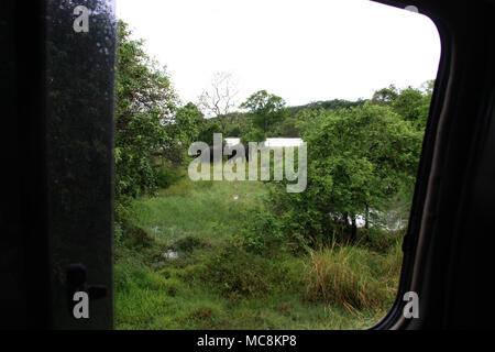 Zwei wilde Elefanten spielen in der Nähe der Straße in Sri Lanka Stockfoto